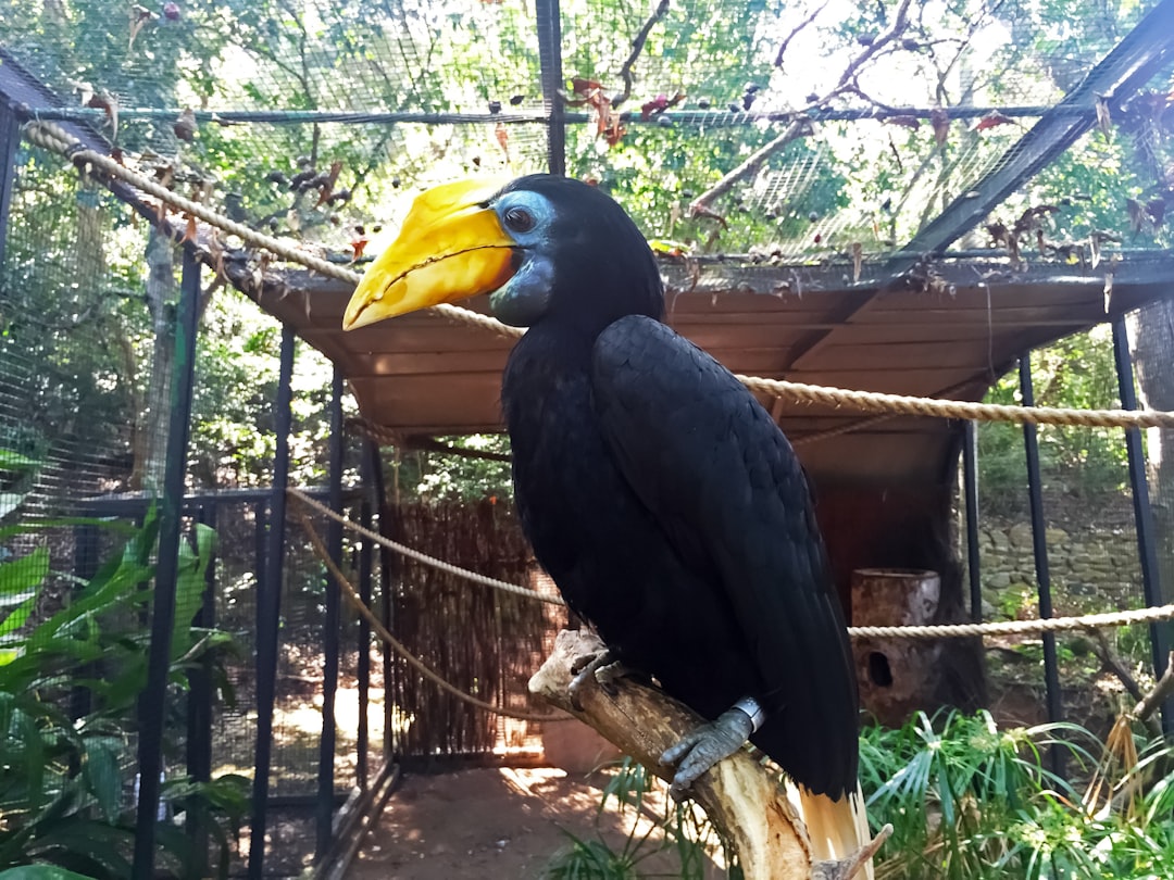 black and yellow bird on brown tree branch