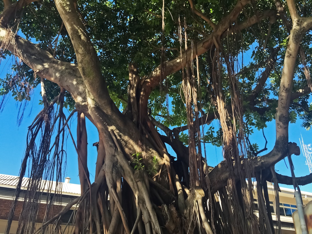 brown tree near brown wooden fence during daytime