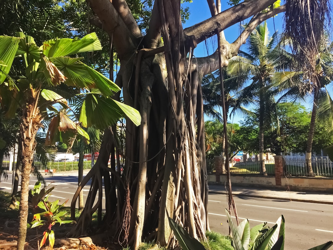 green banana tree near road during daytime