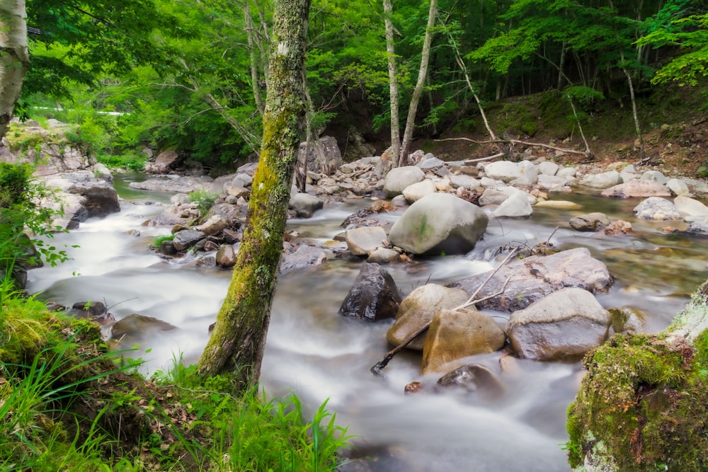 green moss on rocks on river