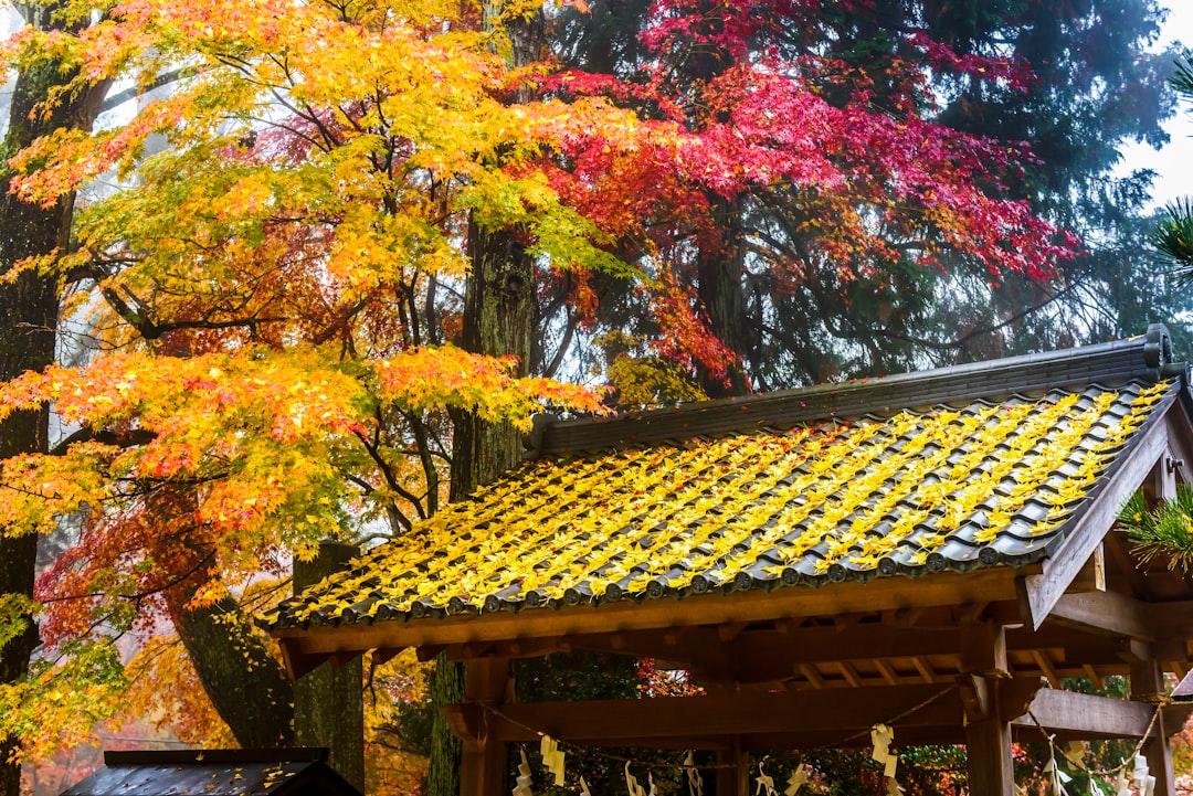 brown wooden gazebo surrounded by trees during daytime