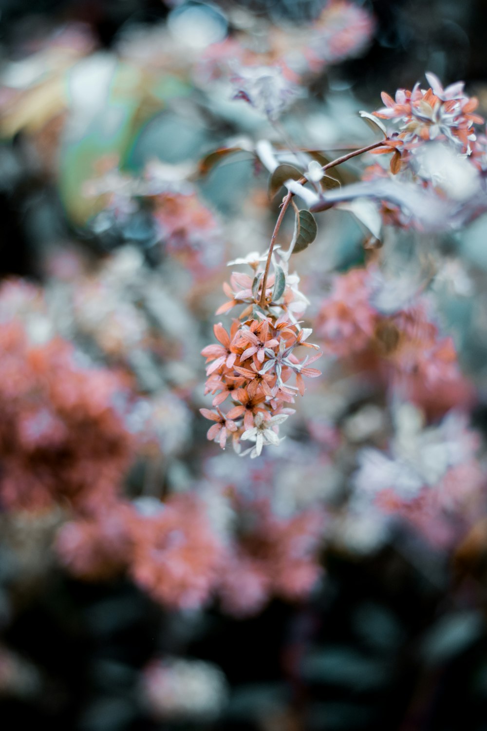 orange flower in tilt shift lens