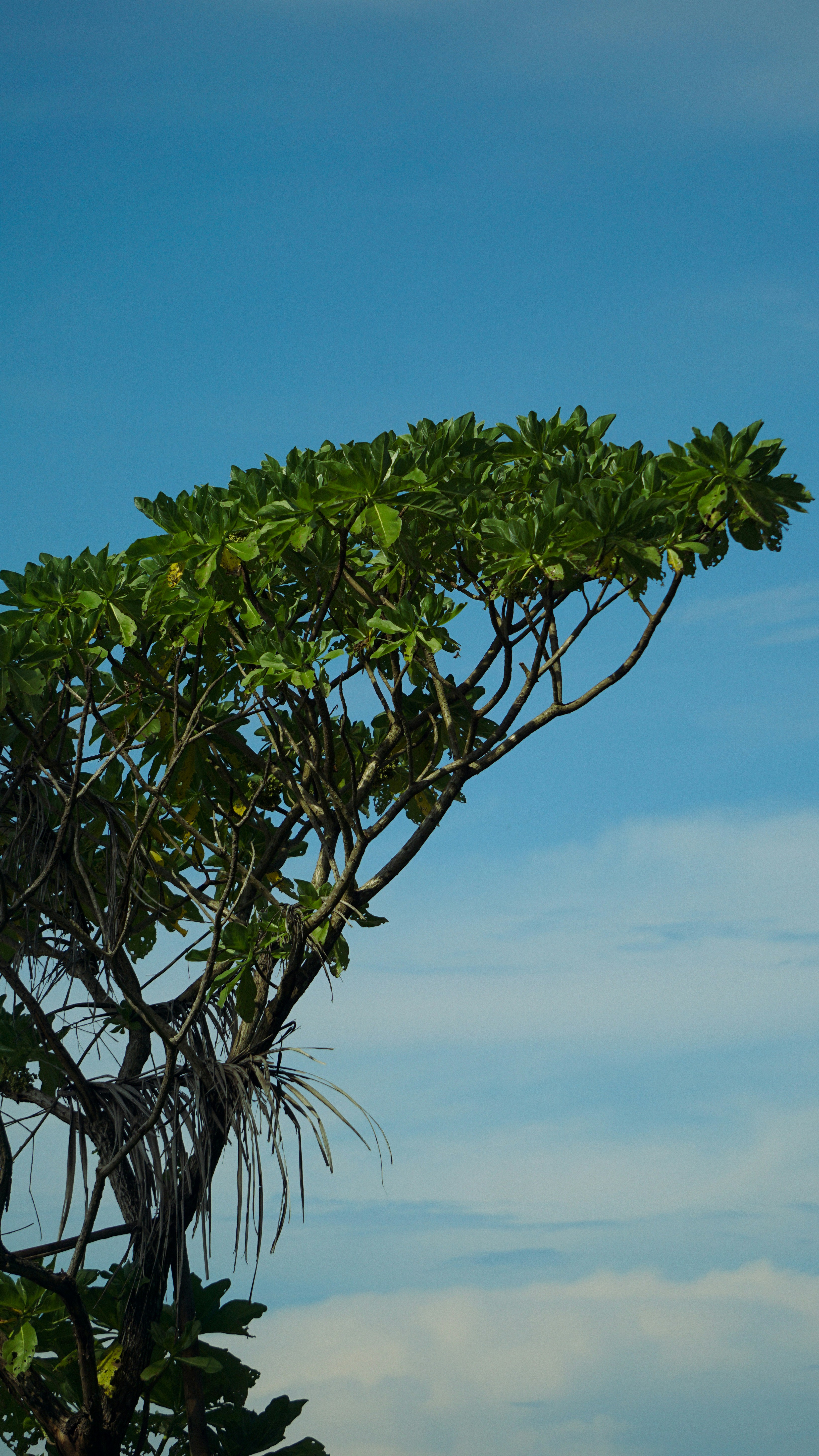 Photo by alvensiangela