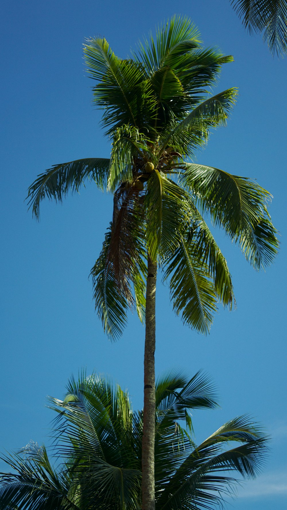 green palm tree under blue sky during daytime