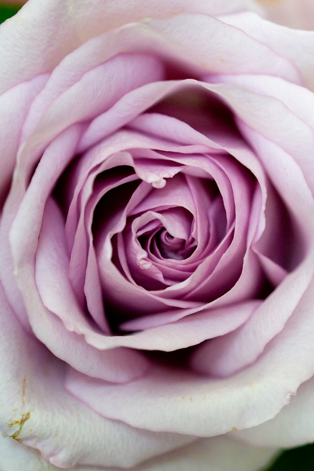 クローズアップ写真で白と紫のバラの写真 Unsplashの無料薔薇写真
