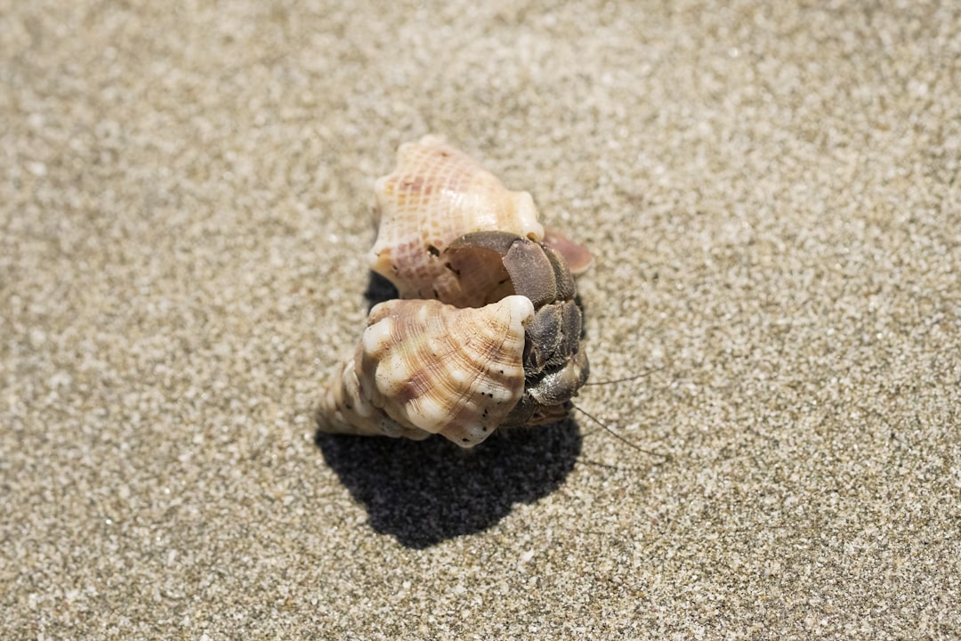 brown and white seashell on brown sand