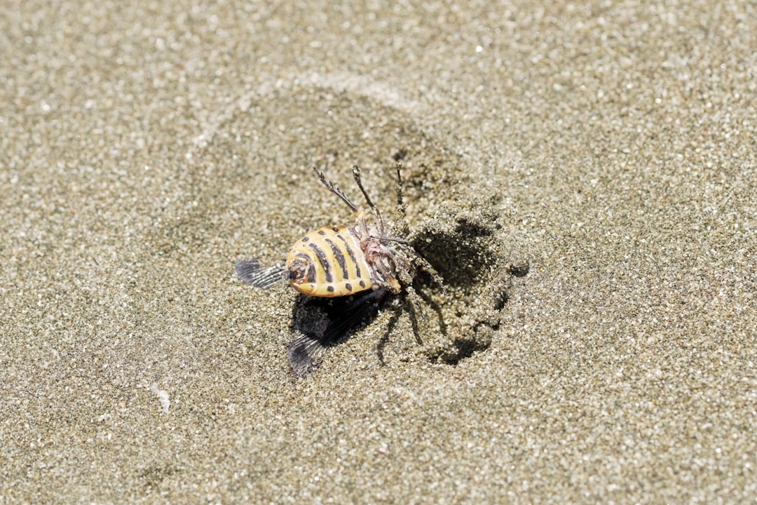 black and brown striped beetle on gray sand