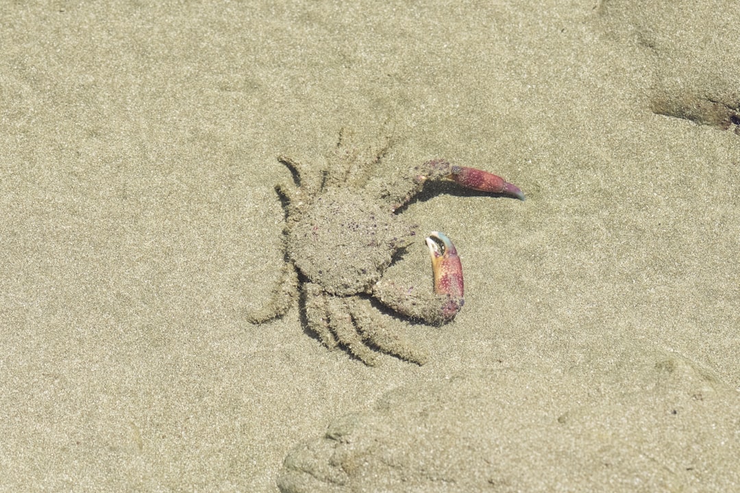red and white crab on sand