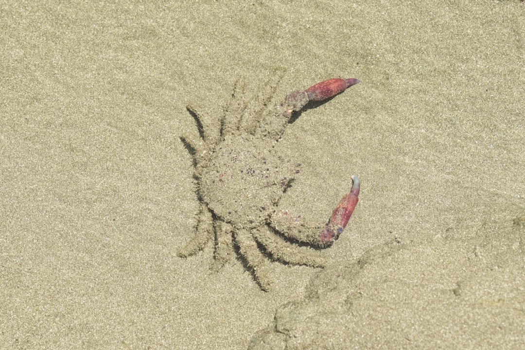 red and white crab on sand