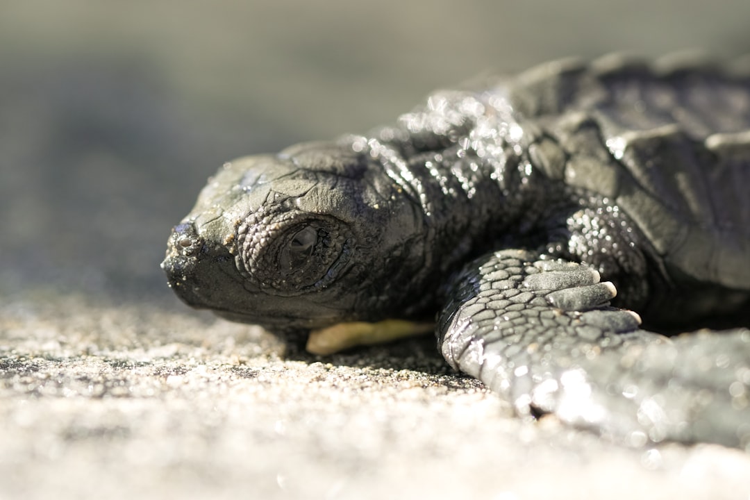 black and brown turtle on brown sand