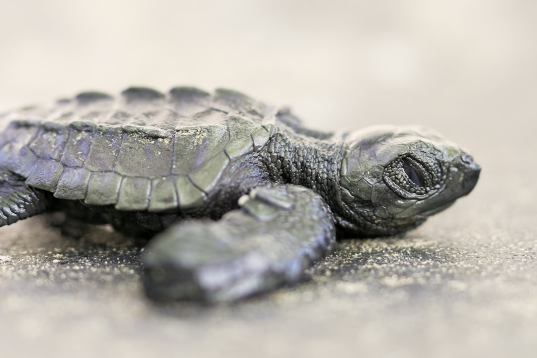 green and black turtle on gray concrete floor