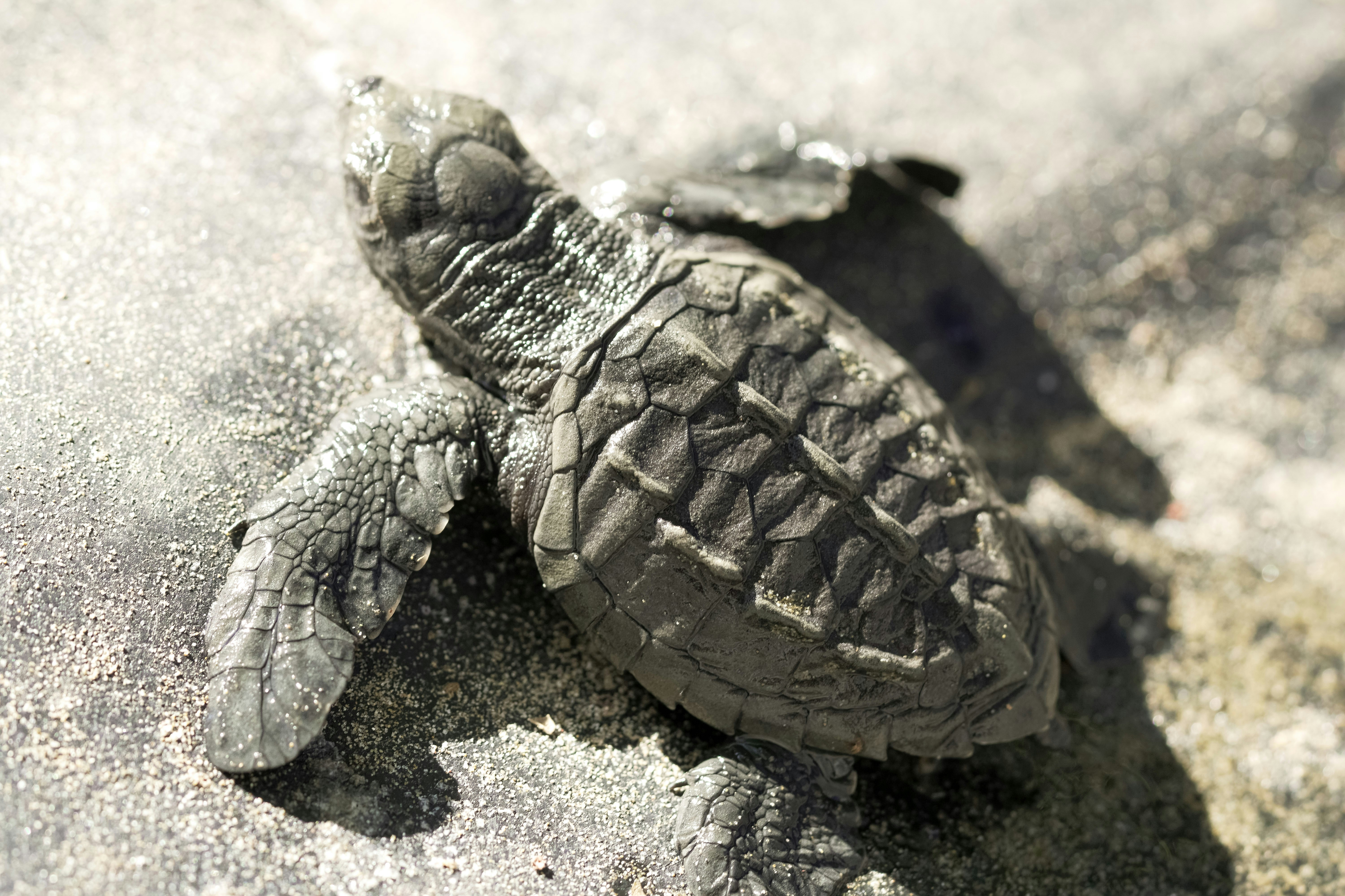 brown turtle on gray sand