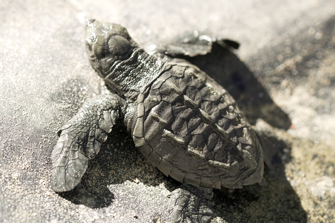 brown turtle on gray sand