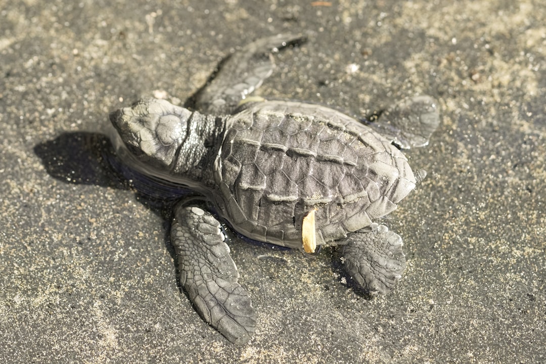 brown turtle on gray sand
