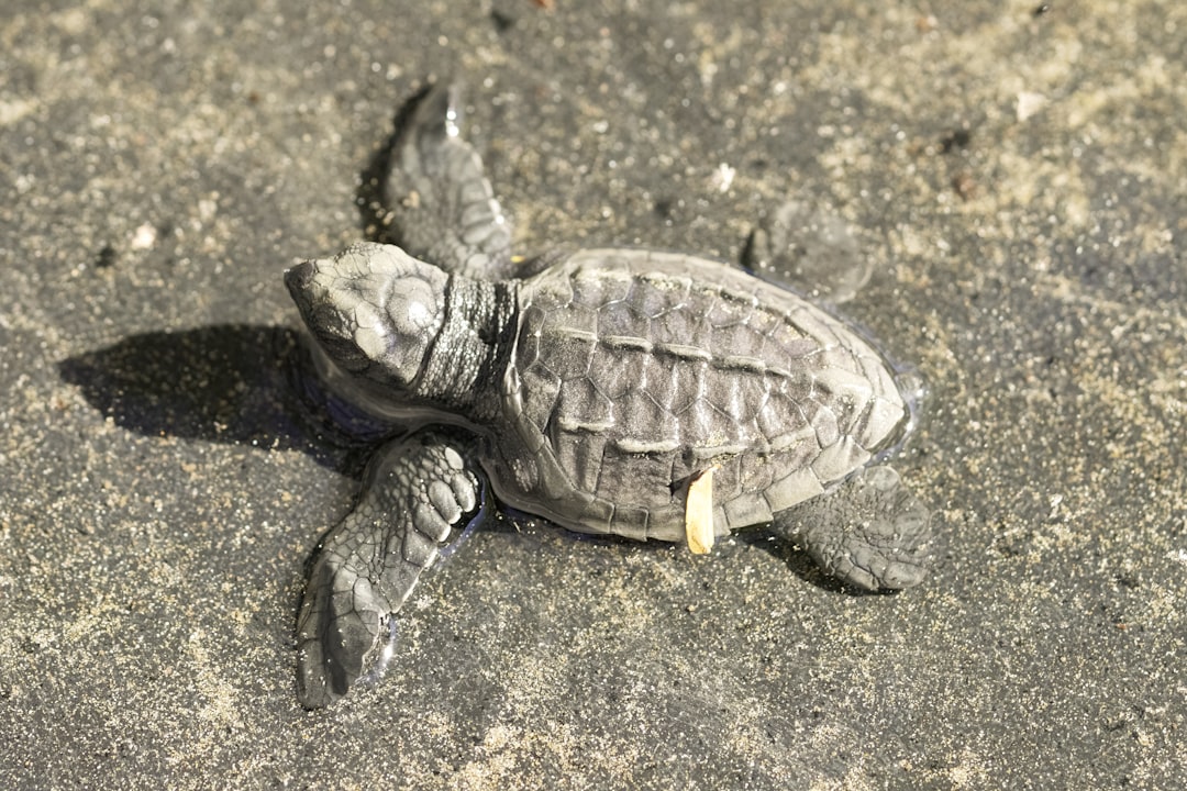 brown turtle on gray sand