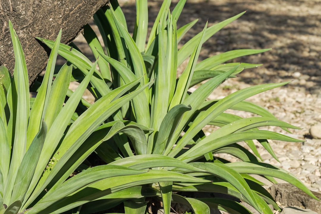 green plant on brown tree trunk