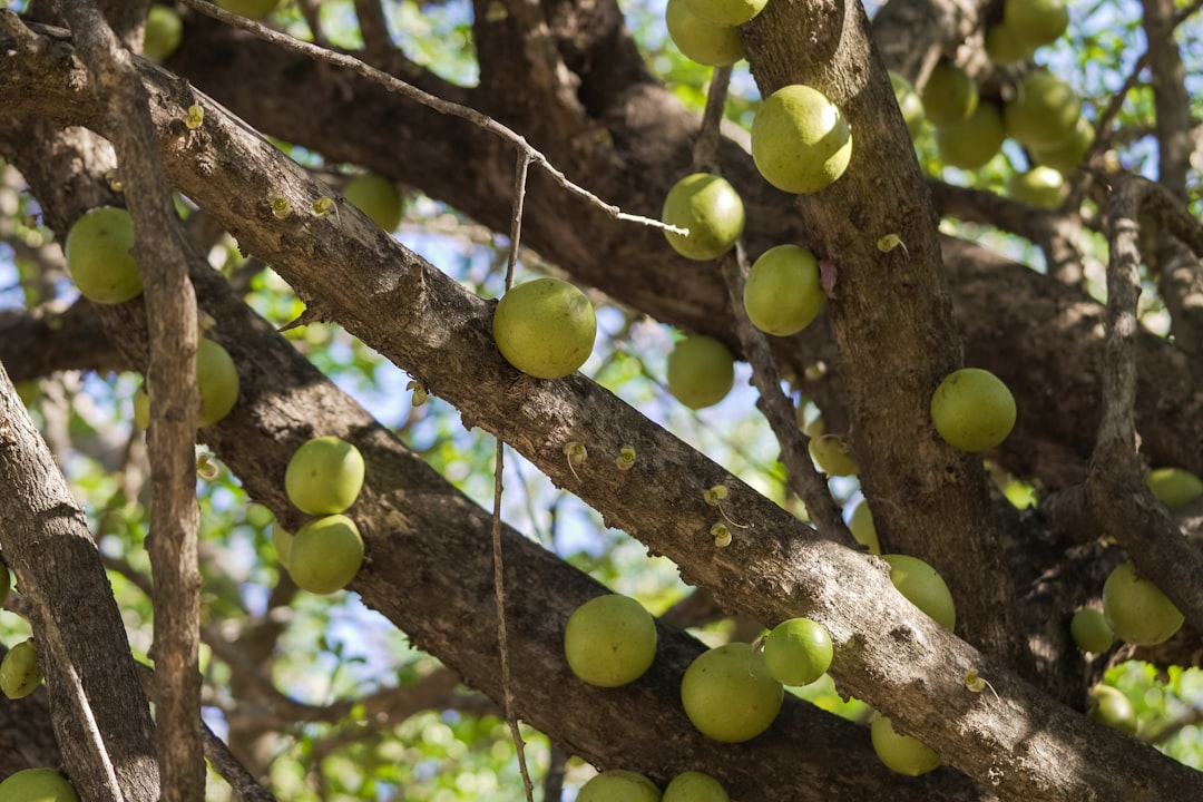 green round fruits on brown tree