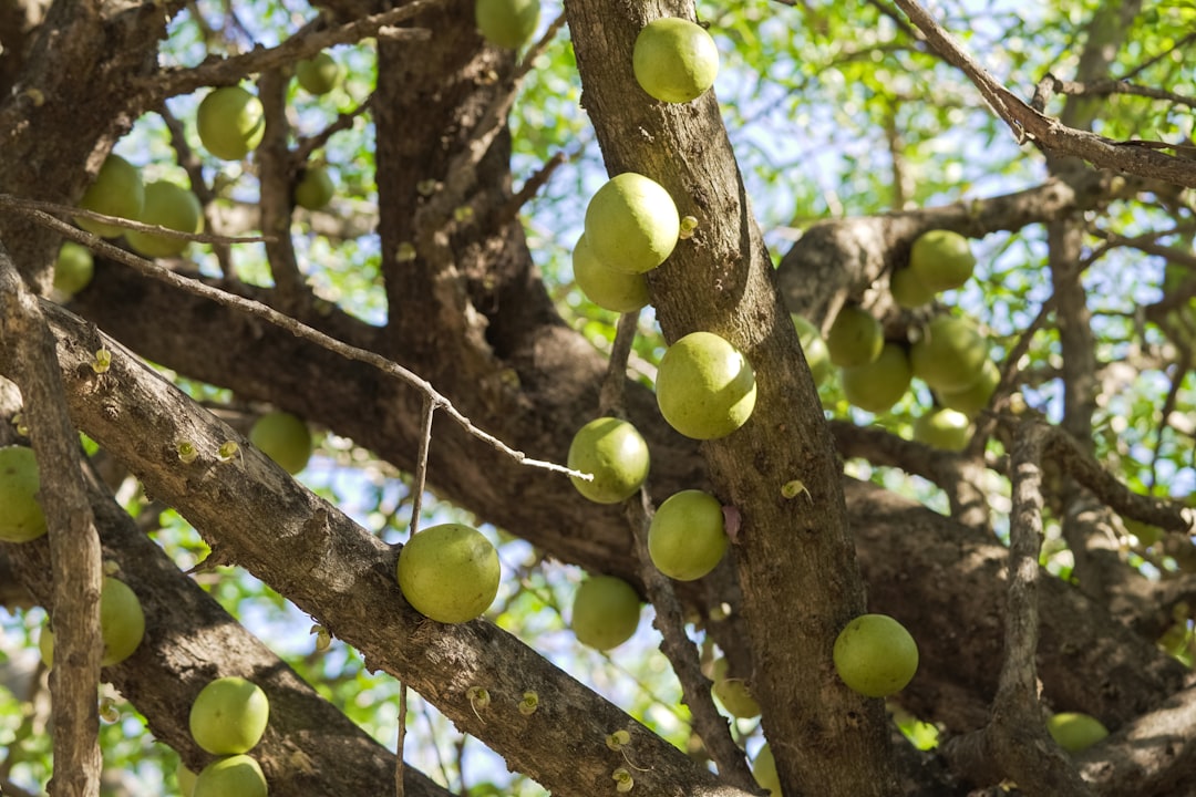 green round fruit on brown tree during daytime