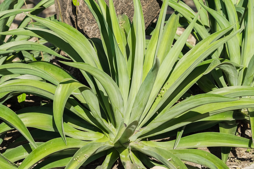 green plant on brown soil