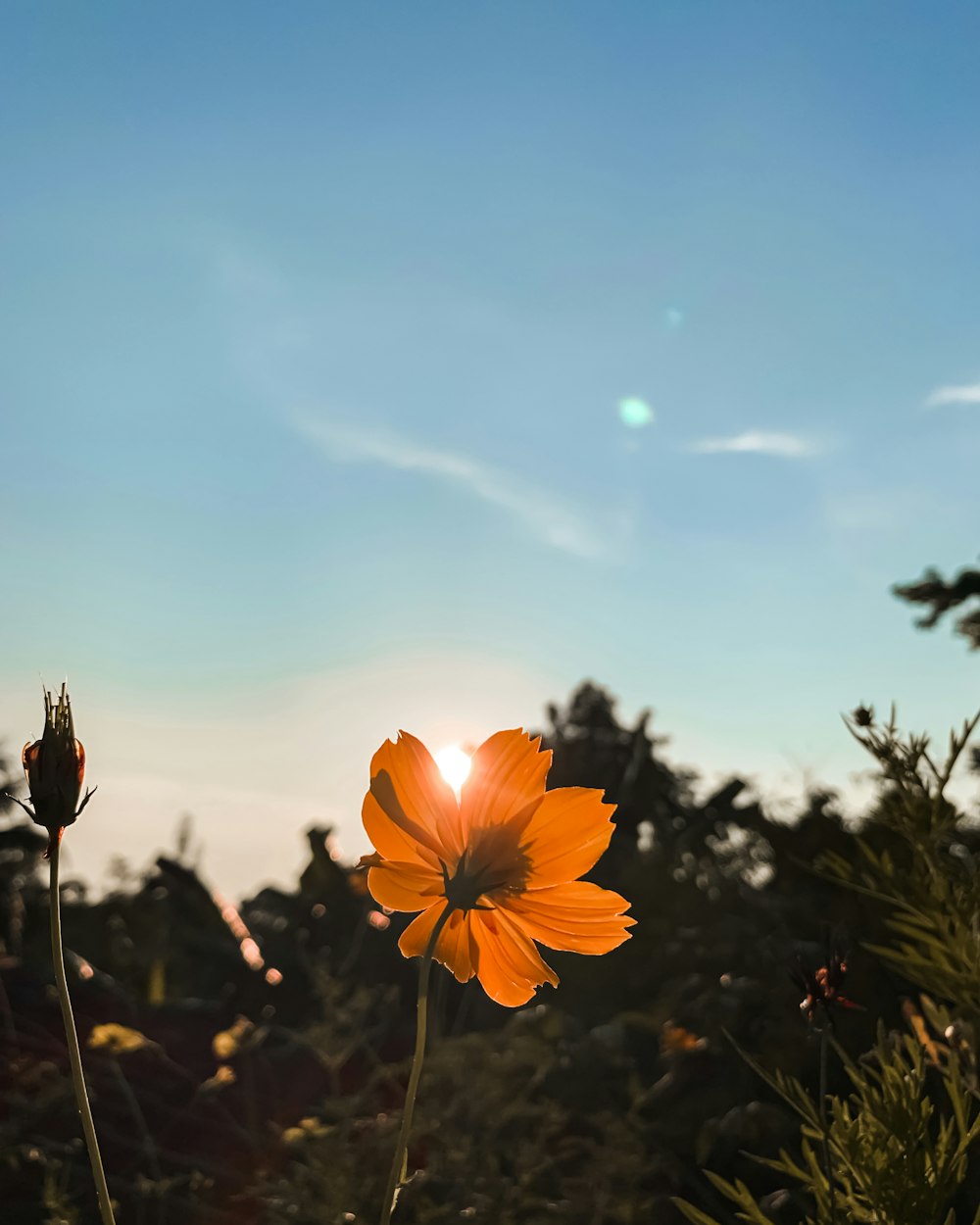 gelbe Blume unter blauem Himmel tagsüber