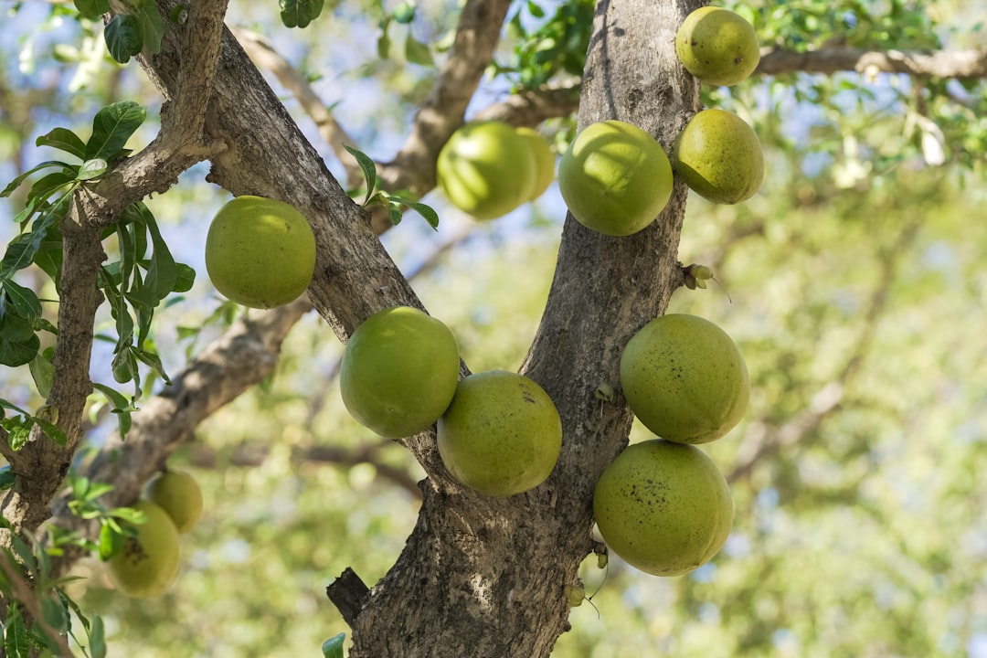 green round fruit on tree