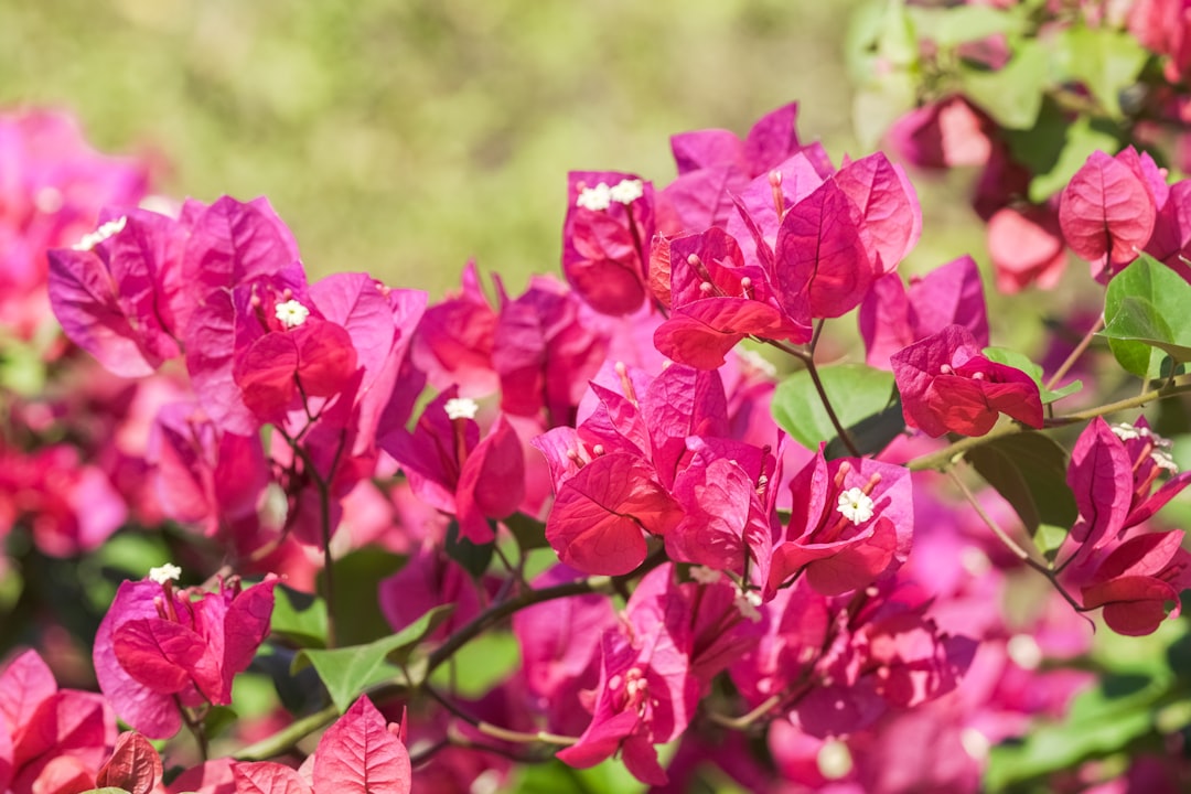 pink flowers in tilt shift lens