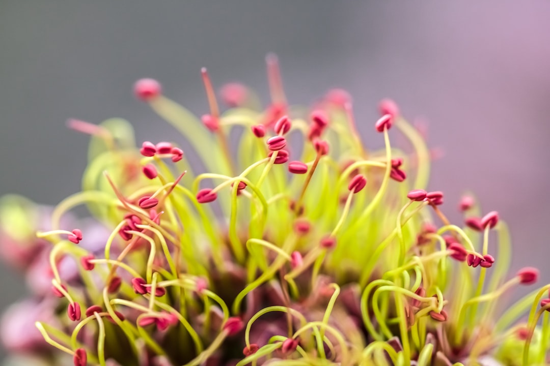 pink and green flower buds