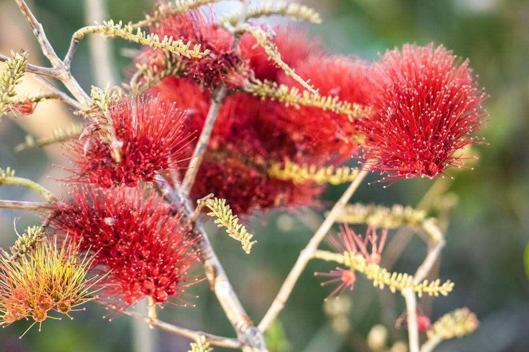 red flower in close up photography