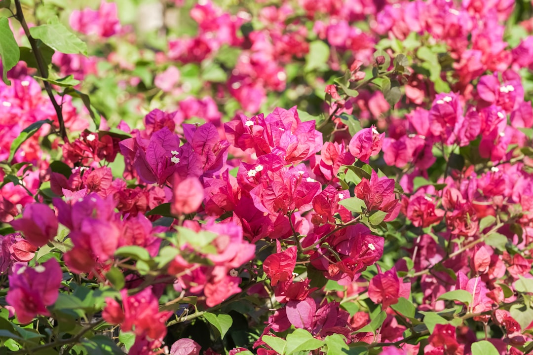 pink flowers in tilt shift lens