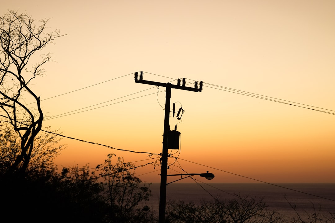 silhouette of trees and electric post during sunset