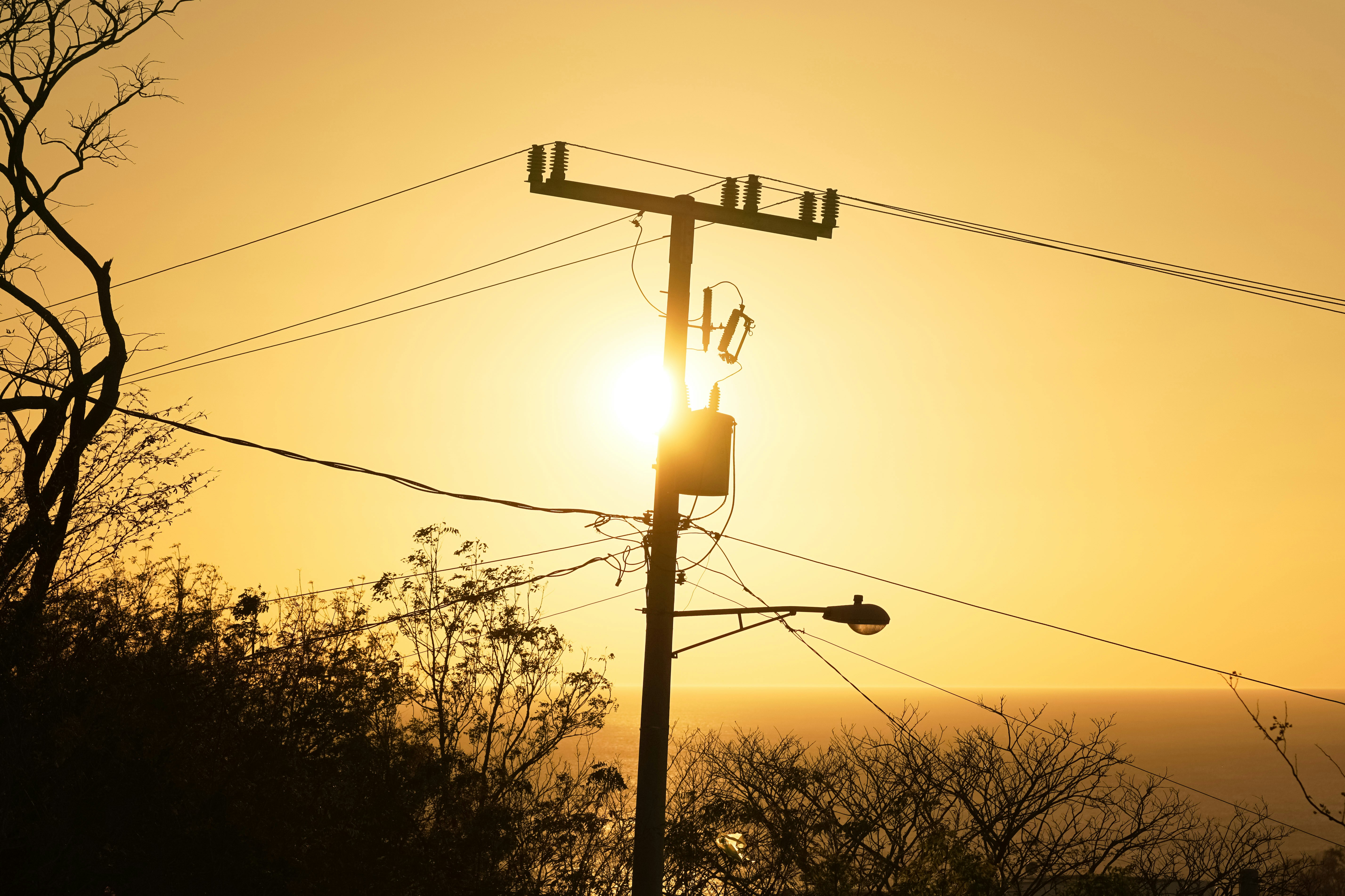 silhouette of trees and electric post during sunset