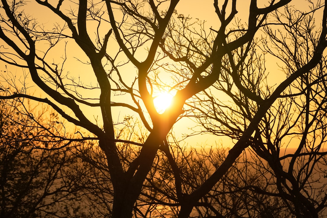 silhouette of bare tree during sunset