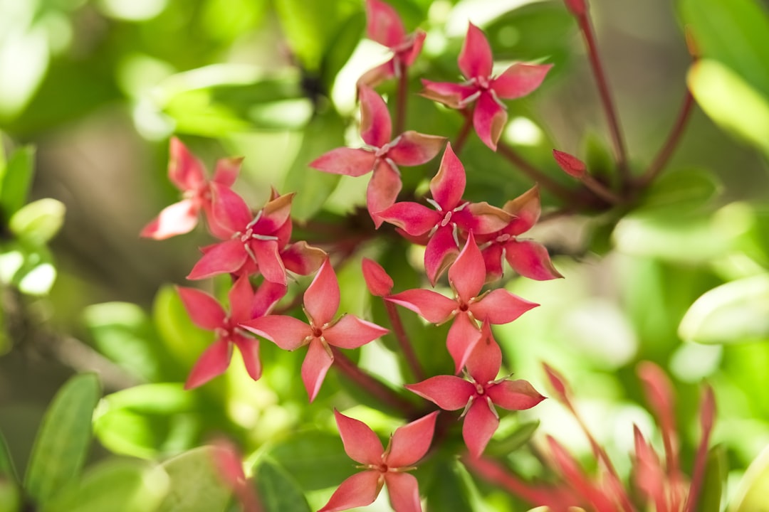 red flowers in tilt shift lens