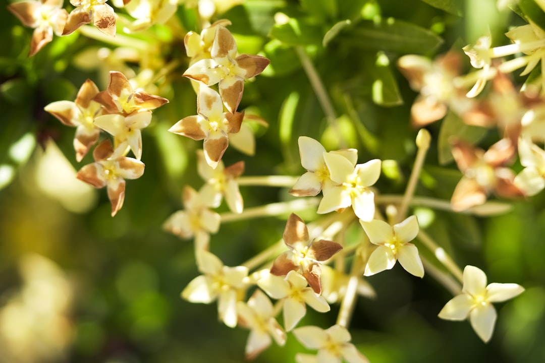 yellow and white flower buds in tilt shift lens