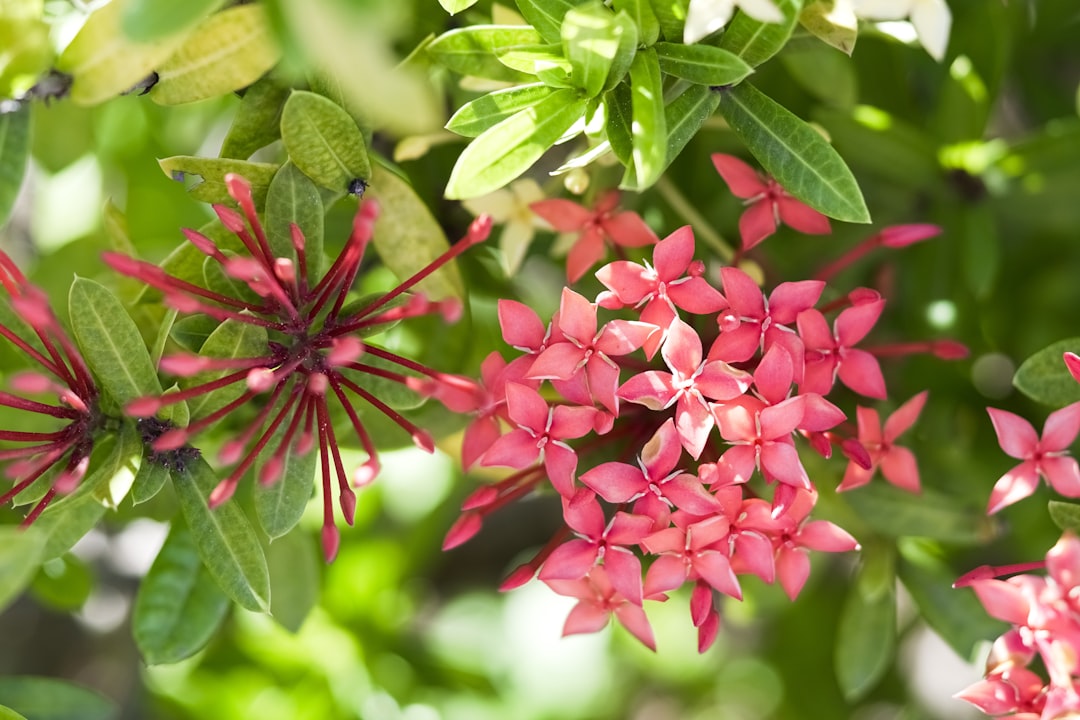 red flowers with green leaves