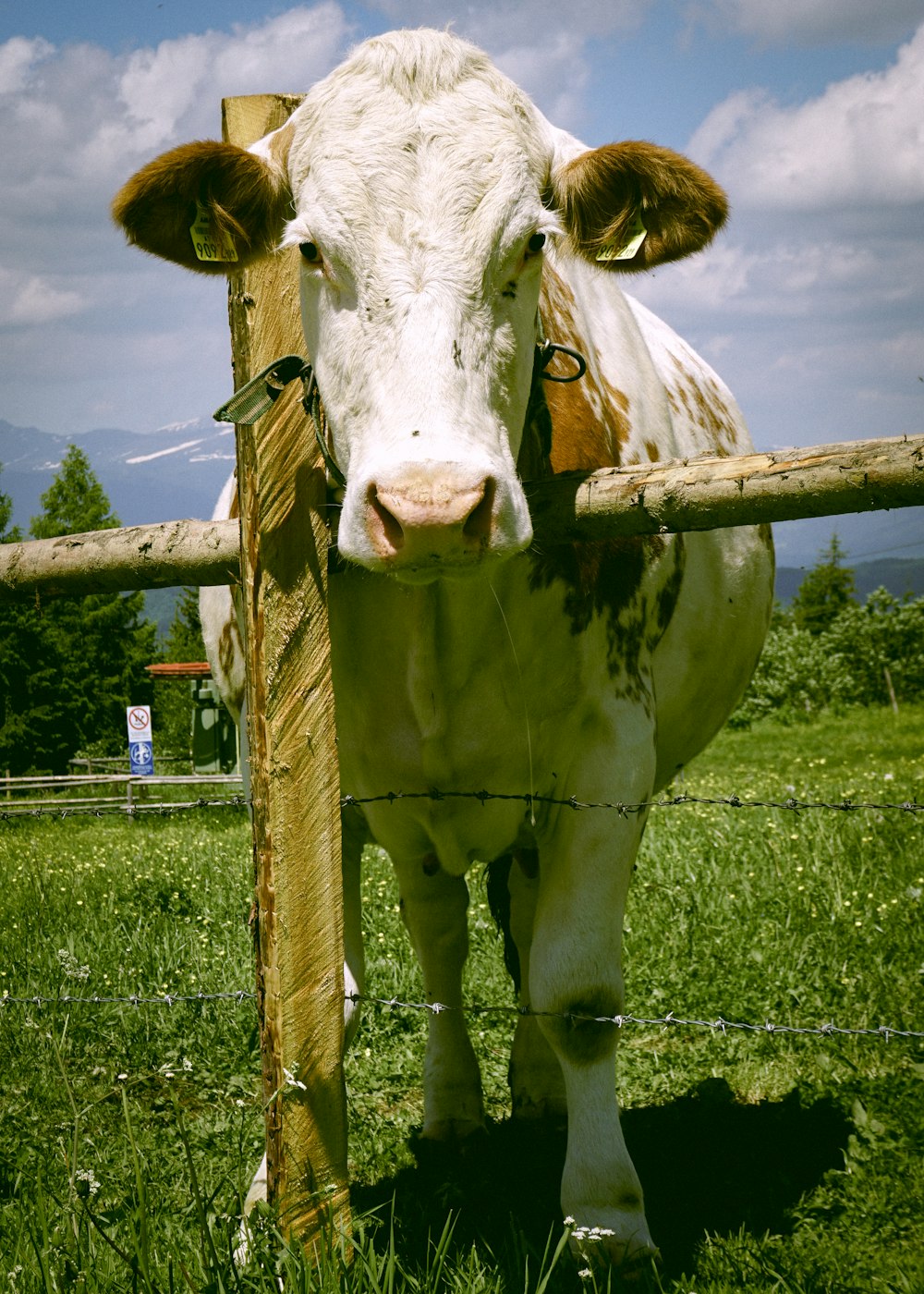 Vaca blanca y marrón en campo de hierba verde durante el día