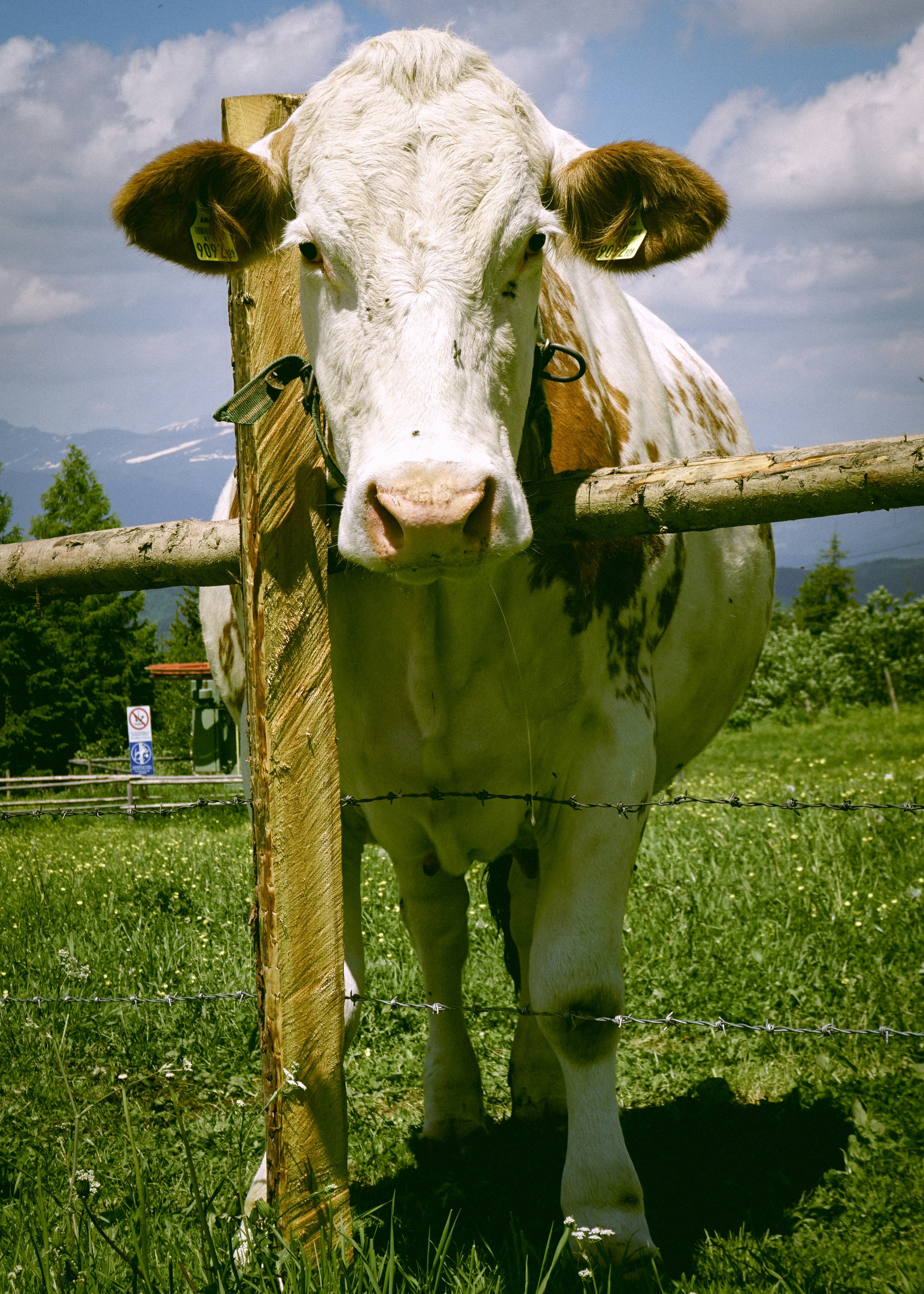 white and brown cow on green grass field during daytime