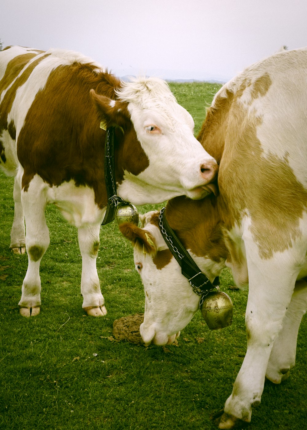 brown and white cow on green grass field during daytime