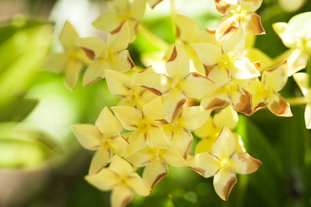 yellow and green flower in tilt shift lens