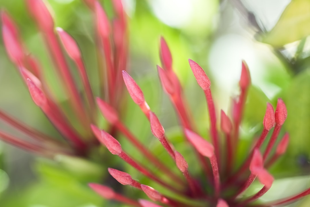 pink flower in macro shot