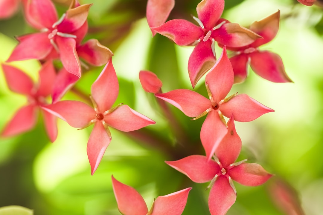 red flower petals in macro photography