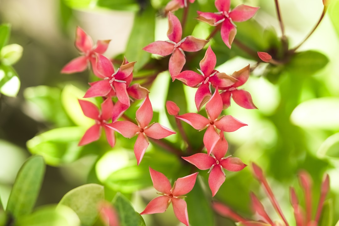 red and white flowers in tilt shift lens