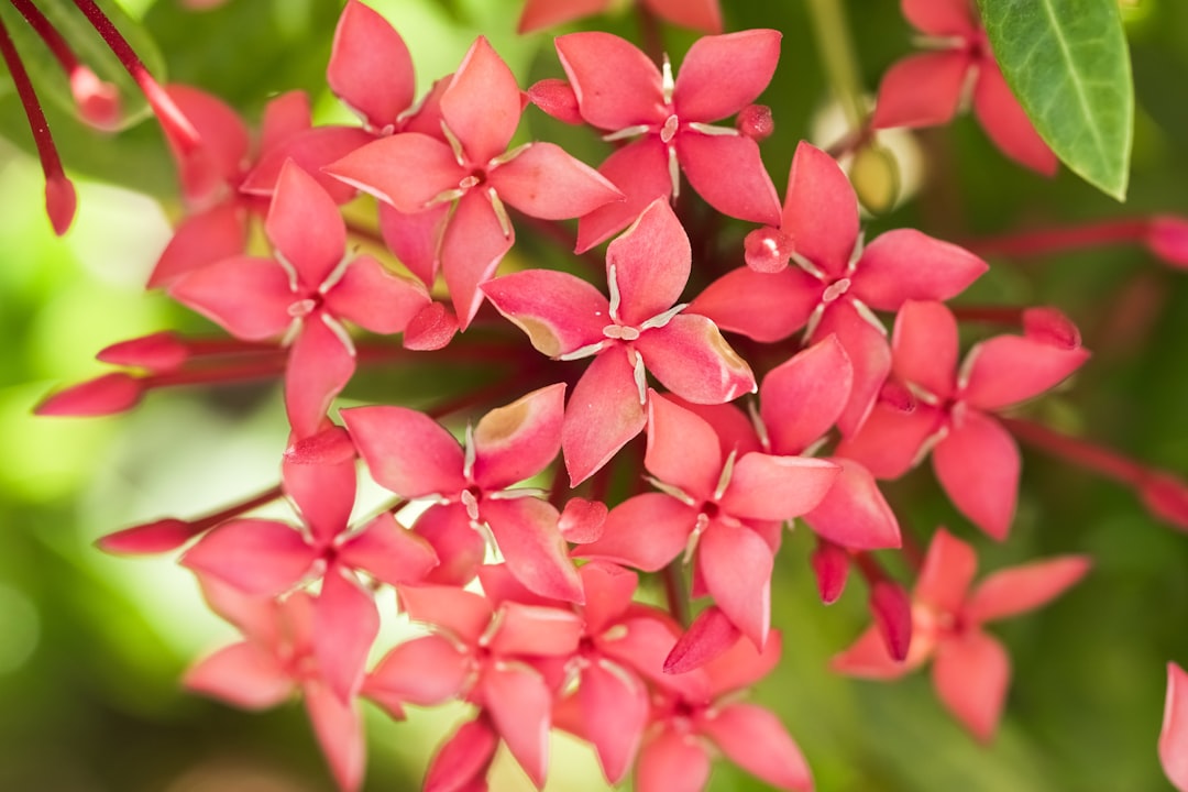 pink flowers in tilt shift lens