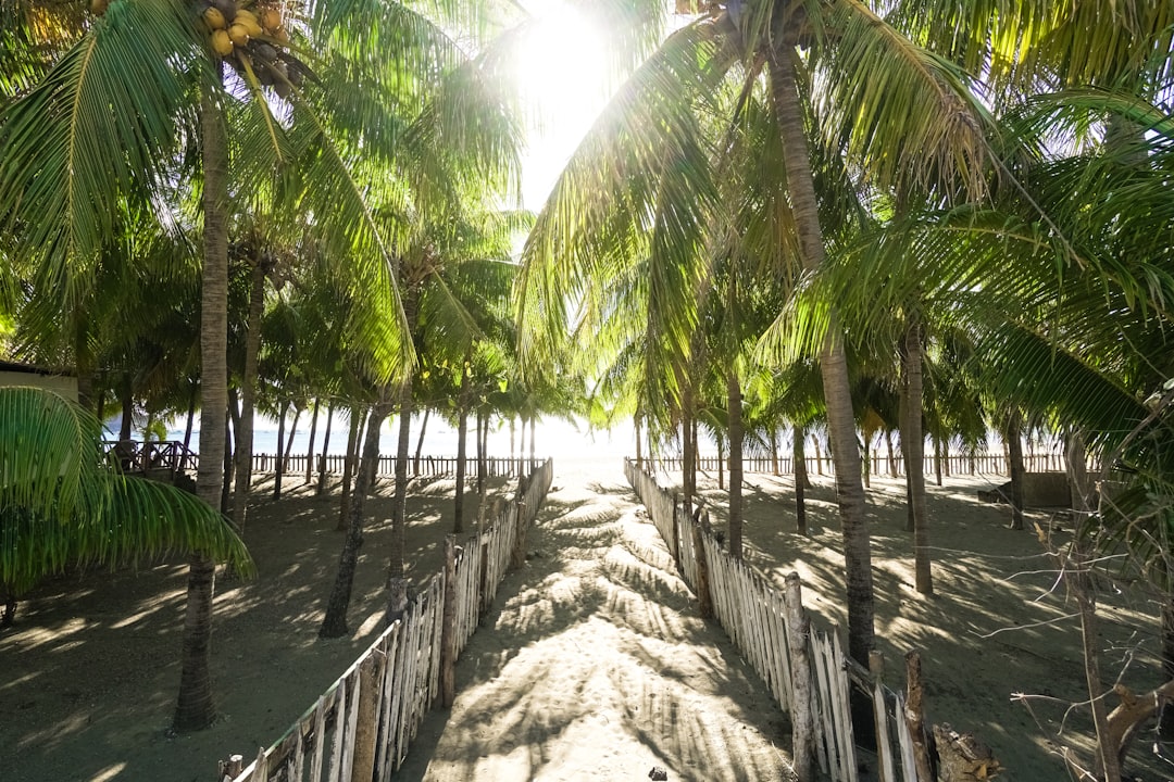 green palm trees on brown wooden dock during daytime