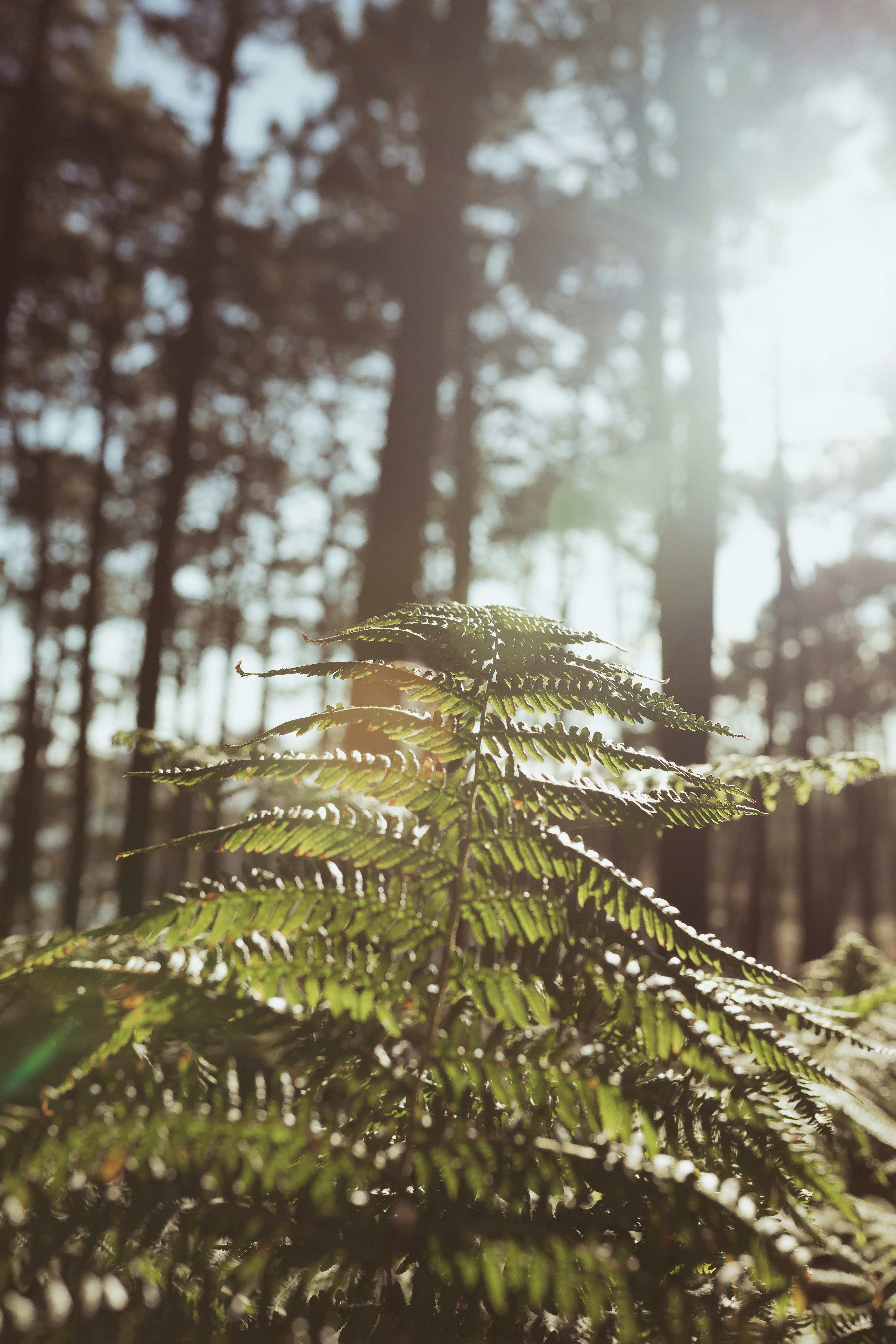 green fern plant in tilt shift lens