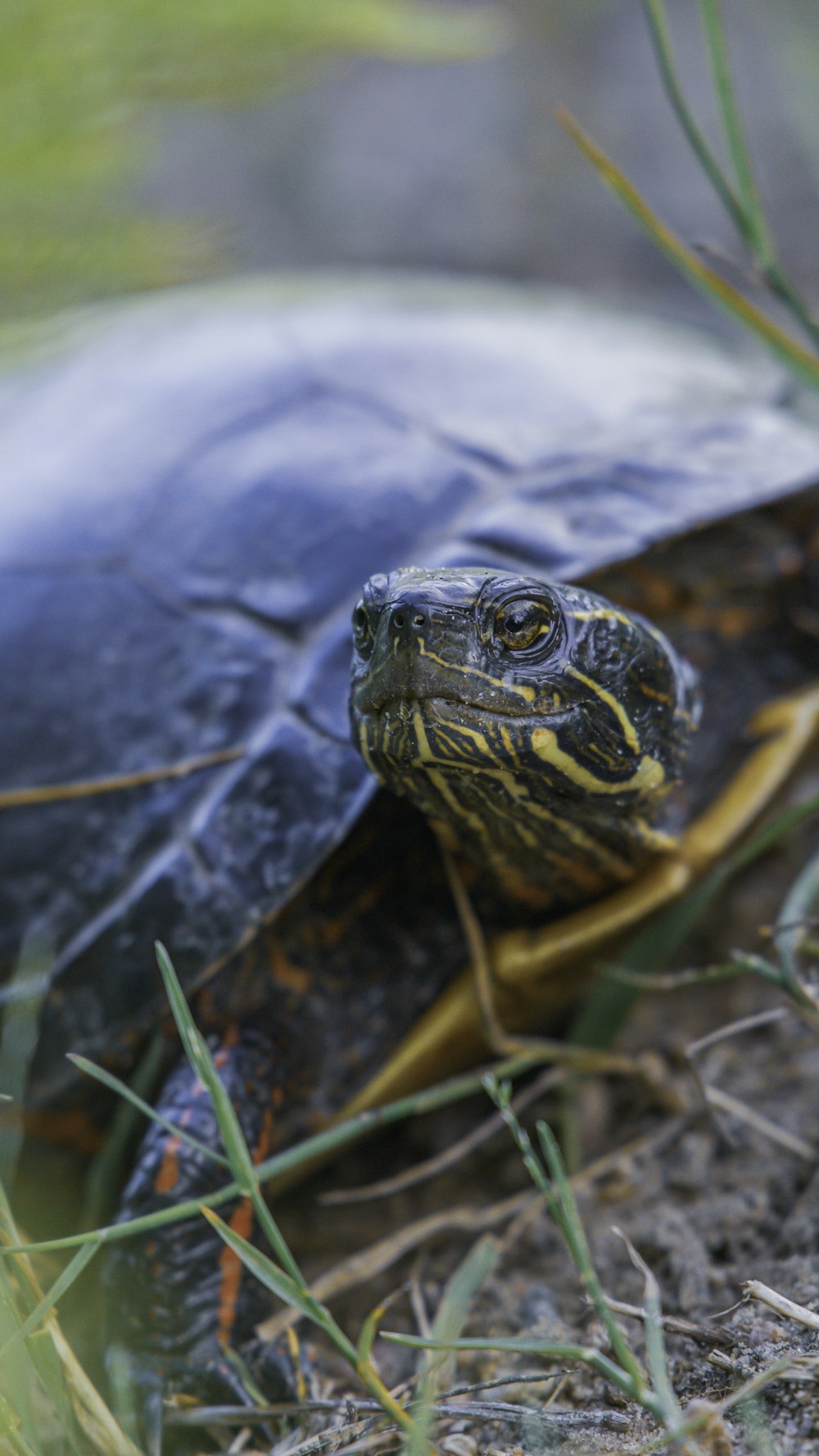 black and brown turtle on body of water