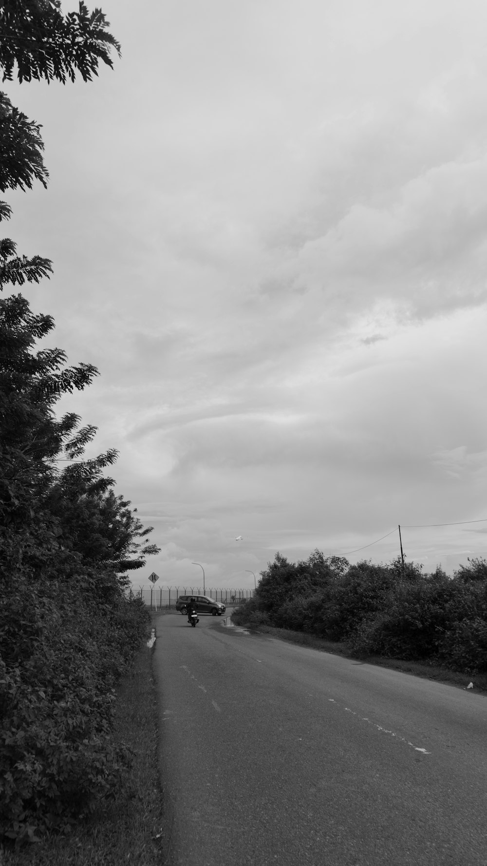 grayscale photo of trees and road
