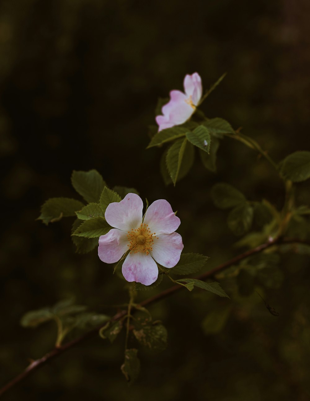 purple flower in tilt shift lens