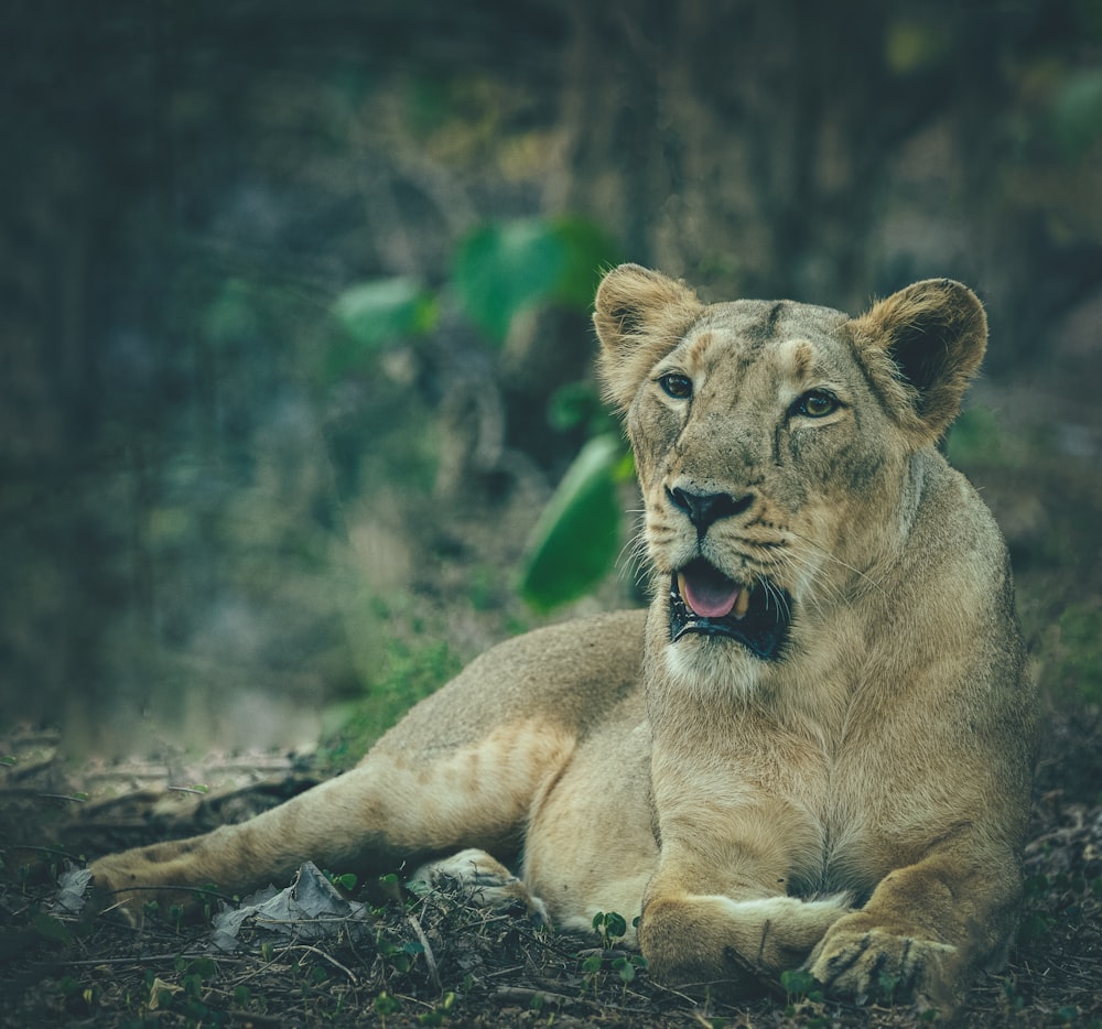 brown lioness on green grass during daytime