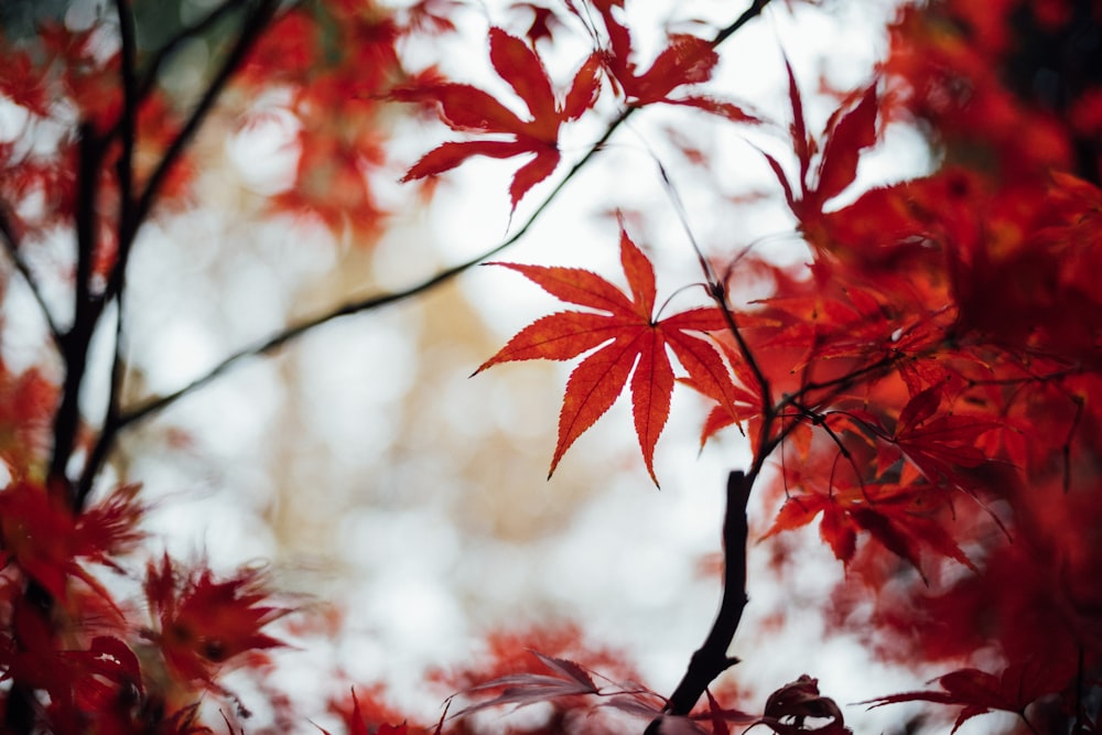 red maple leaves in tilt shift lens